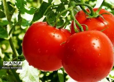 شروع عرضه گوجه 11 هزار تومانی در میادین میوه و تره بار تهران