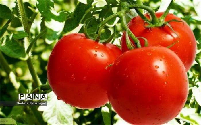شروع عرضه گوجه 11 هزار تومانی در میادین میوه و تره بار تهران