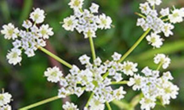 خواص دارویی گیاهِ زیره سبز خواص دارویی گیاهِ زیره سبز