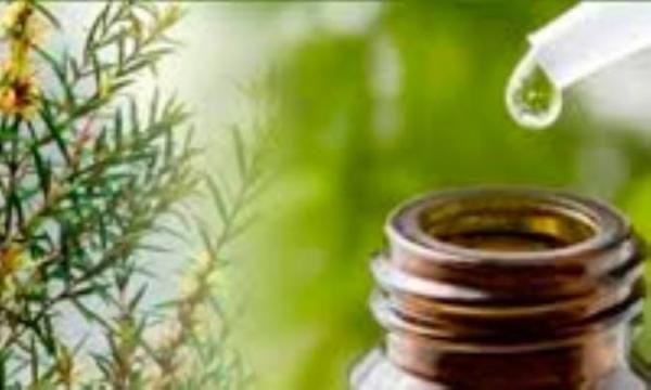 فواید و کاربردهای روغن درخت چای