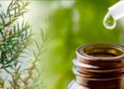 فواید و کاربردهای روغن درخت چای