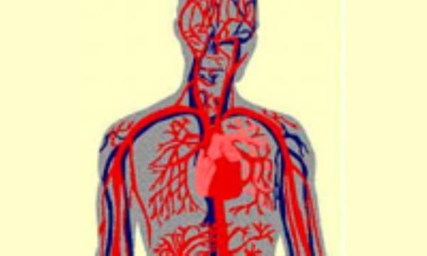 چگونه از بروز بیماری های دستگاه گردش خون جلوگیری کنیم