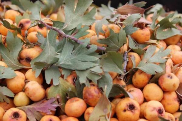 آشنایی با خواص زالزالک
