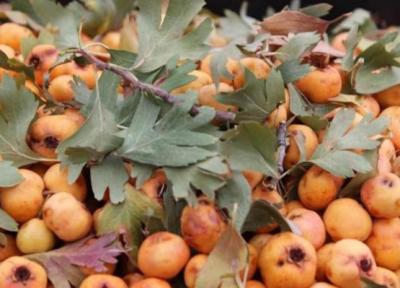 آشنایی با خواص زالزالک