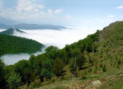 شرایط جنگل های زاگرس خوب نیست