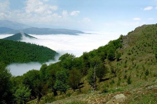 شرایط جنگل های زاگرس خوب نیست
