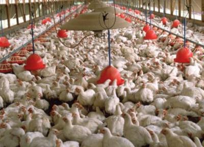 مرغ گران می گردد؟ ، جزئیات اصلاح قیمت مرغ از هفته آینده