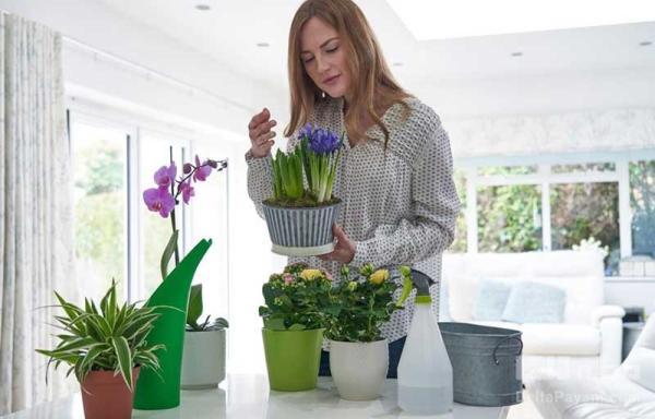 کدام گیاه آپارتمانی برای کدام اتاق مناسب است؟