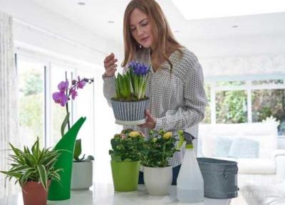 کدام گیاه آپارتمانی برای کدام اتاق مناسب است؟