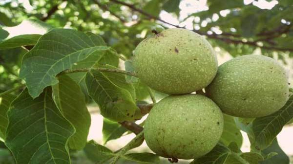 برداشت گردو در عجب شیر