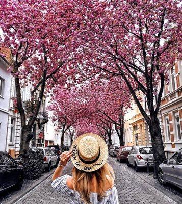 خیابان شکوفه های گیلاس آلمان ، نمونه ای از جاذبه های شهر بن آلمان