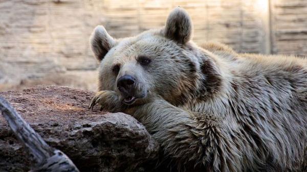 کشف تازه دانشمندان در خصوص قدمت استفاده انسان از پوست خرس