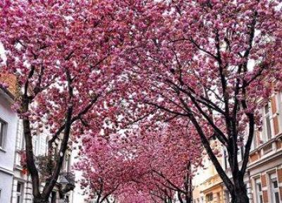 خیابان شکوفه های گیلاس آلمان ، نمونه ای از جاذبه های شهر بن آلمان