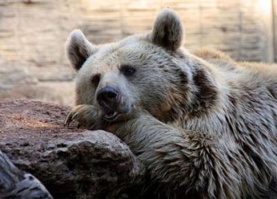 کشف تازه دانشمندان در خصوص قدمت استفاده انسان از پوست خرس
