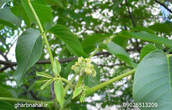 معرفی و خرید نهال گردو چندلر و فرنور مجوزدار