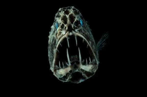 غول ماهی های ترسناک در کجا یافت می شوند؟، عکس