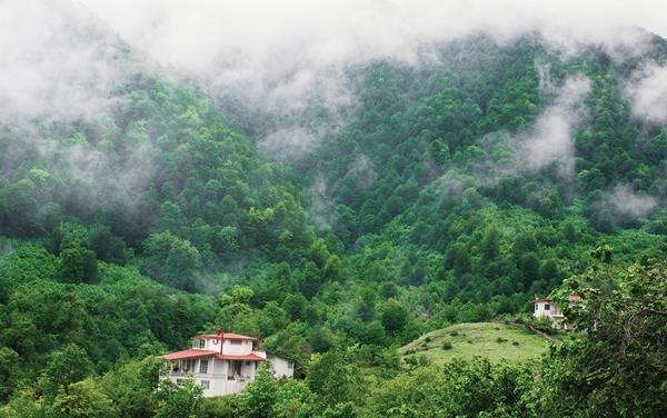 شیوع بیماری قارچی چالش جدی در جنگل های شمال
